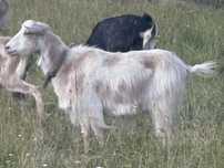 Capra de vanzare