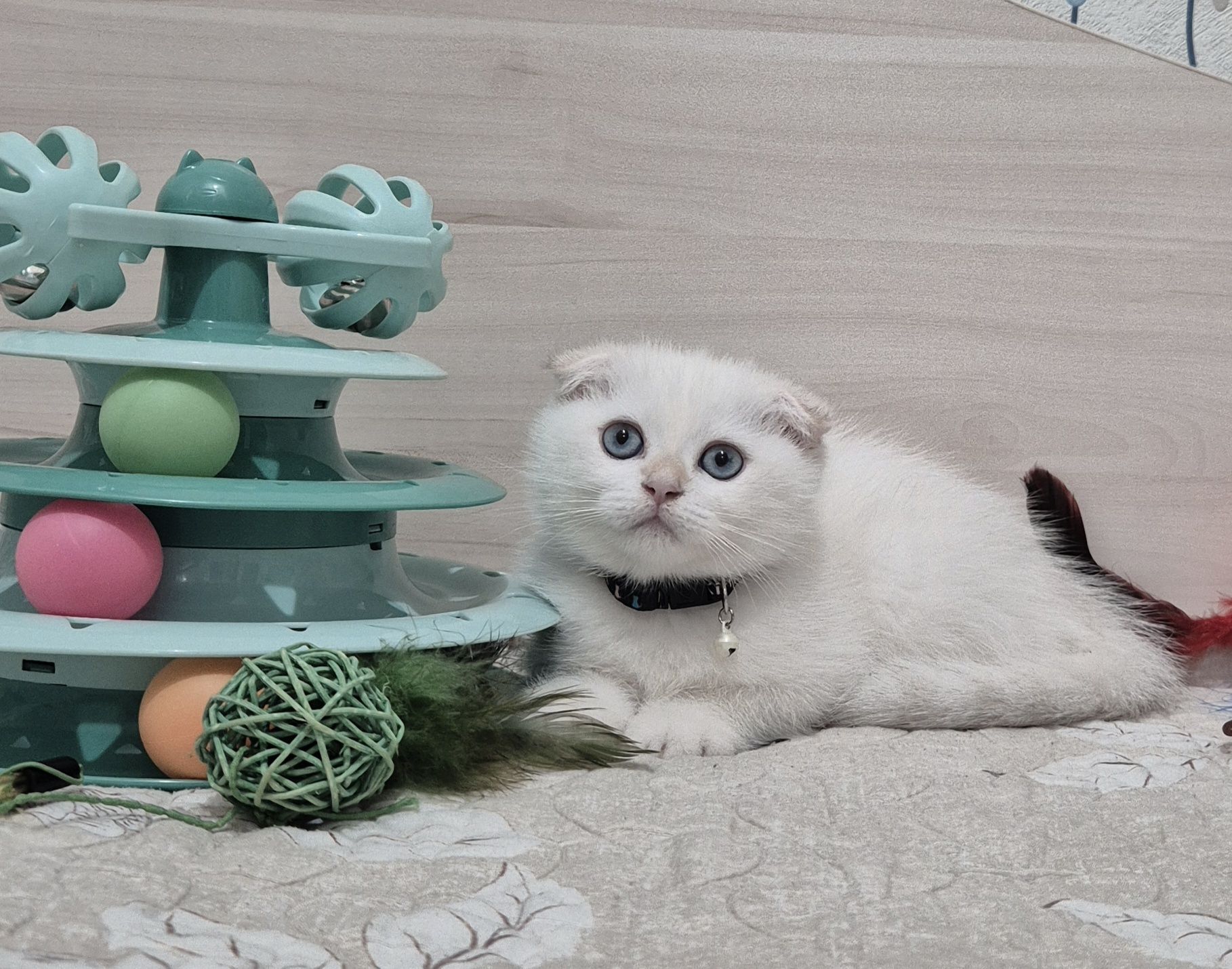 Шикарная девочка шиншилла