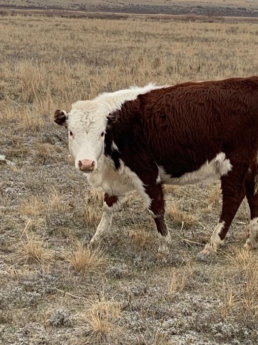 Таза Ақбас баспак кашарлар сатылады .