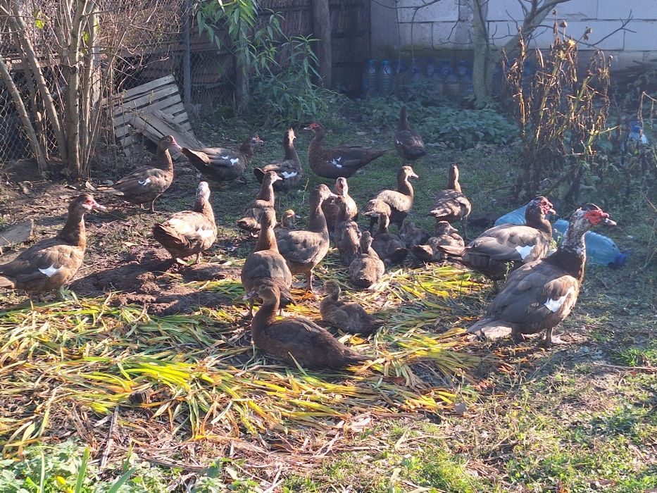 Vând rațe leșești mute