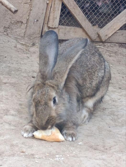 Velikan quyon sotiladi