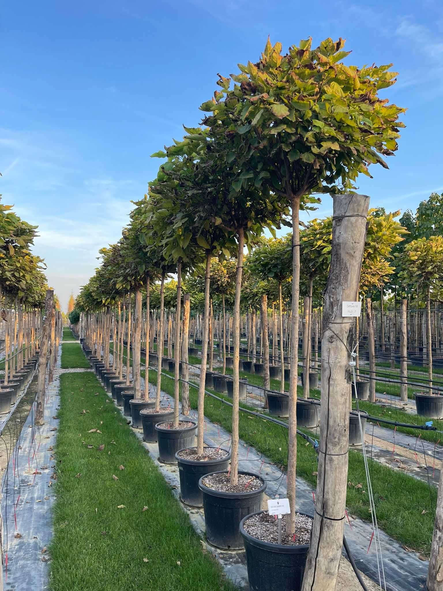 Catalpa Pe tija ,  Yucca Rostrata , Bambus , Buxus