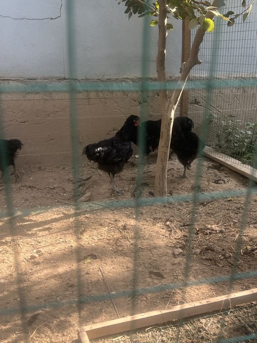 Jersi xuroz jujalari