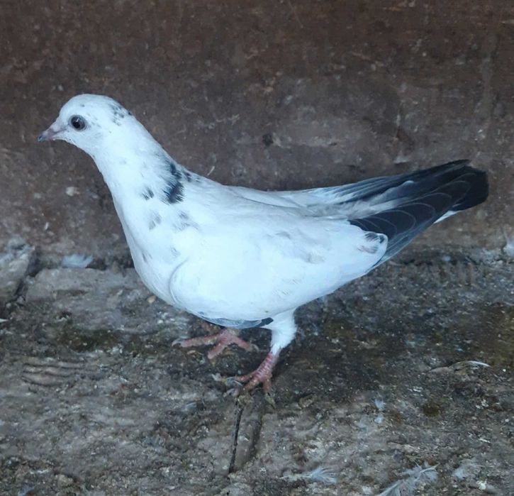 Мардини и тилери