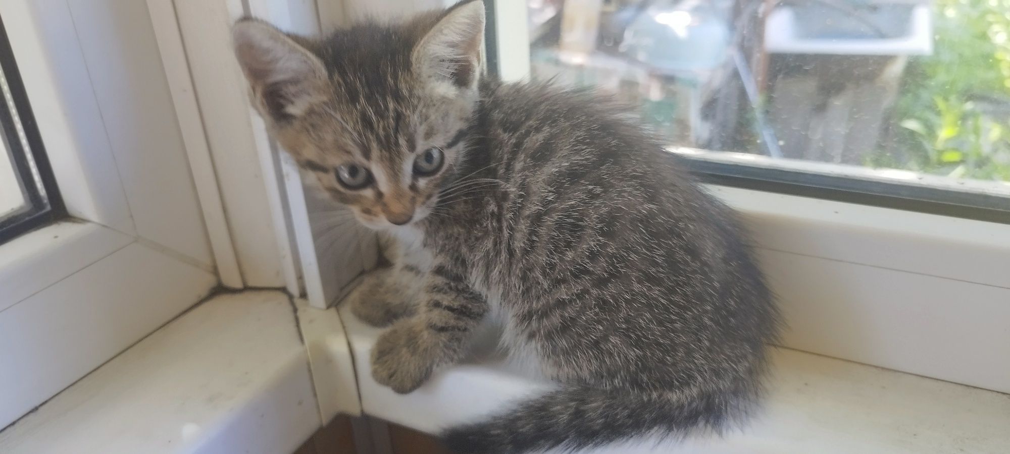 Котята, около 1.5 месяцев