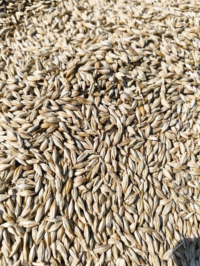 Orz productie 2025 - 1 leu/kg