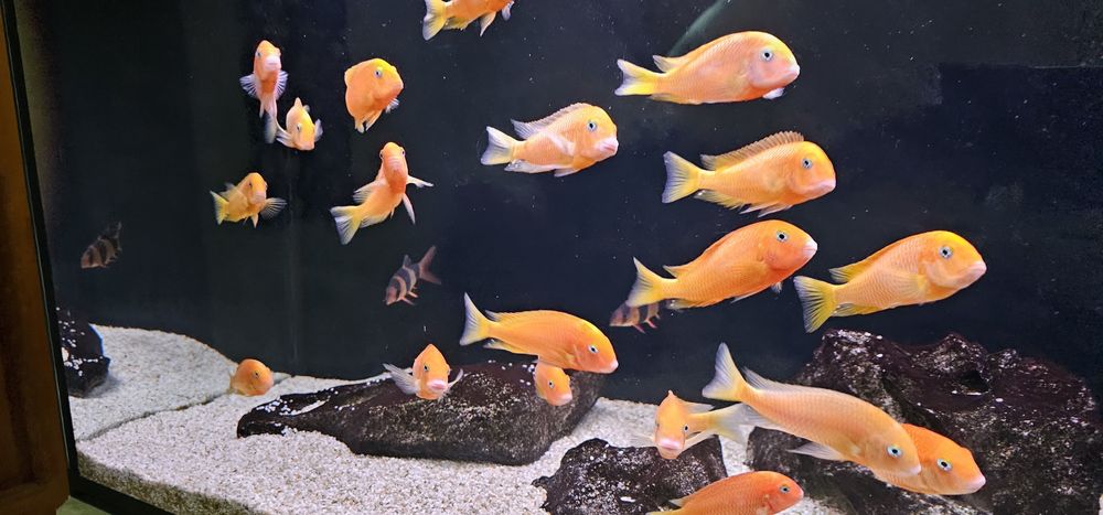 Рибки Африкански цихлиди Tropheus Red Bishop 13-14 см