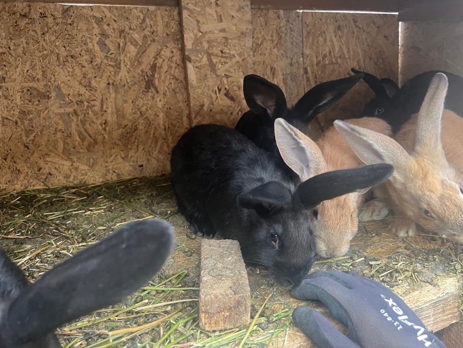 Pui de iepuri Urias Belgian