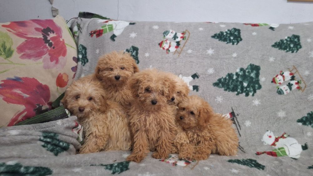 Пудел Той пуделчета момичета