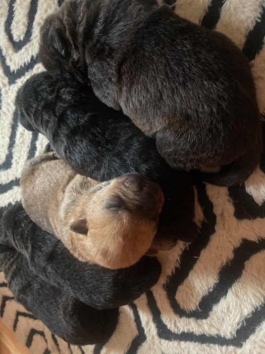 Căței rasa shar pei