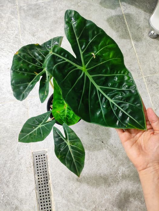 Алоказия похожа на сорт pink dragon