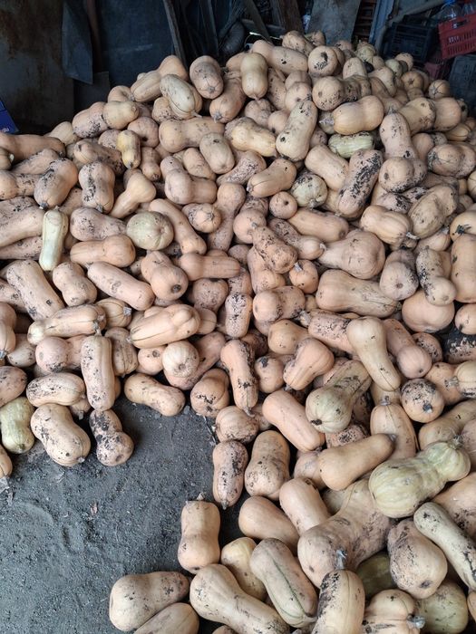 Продавам Тиква Матилда