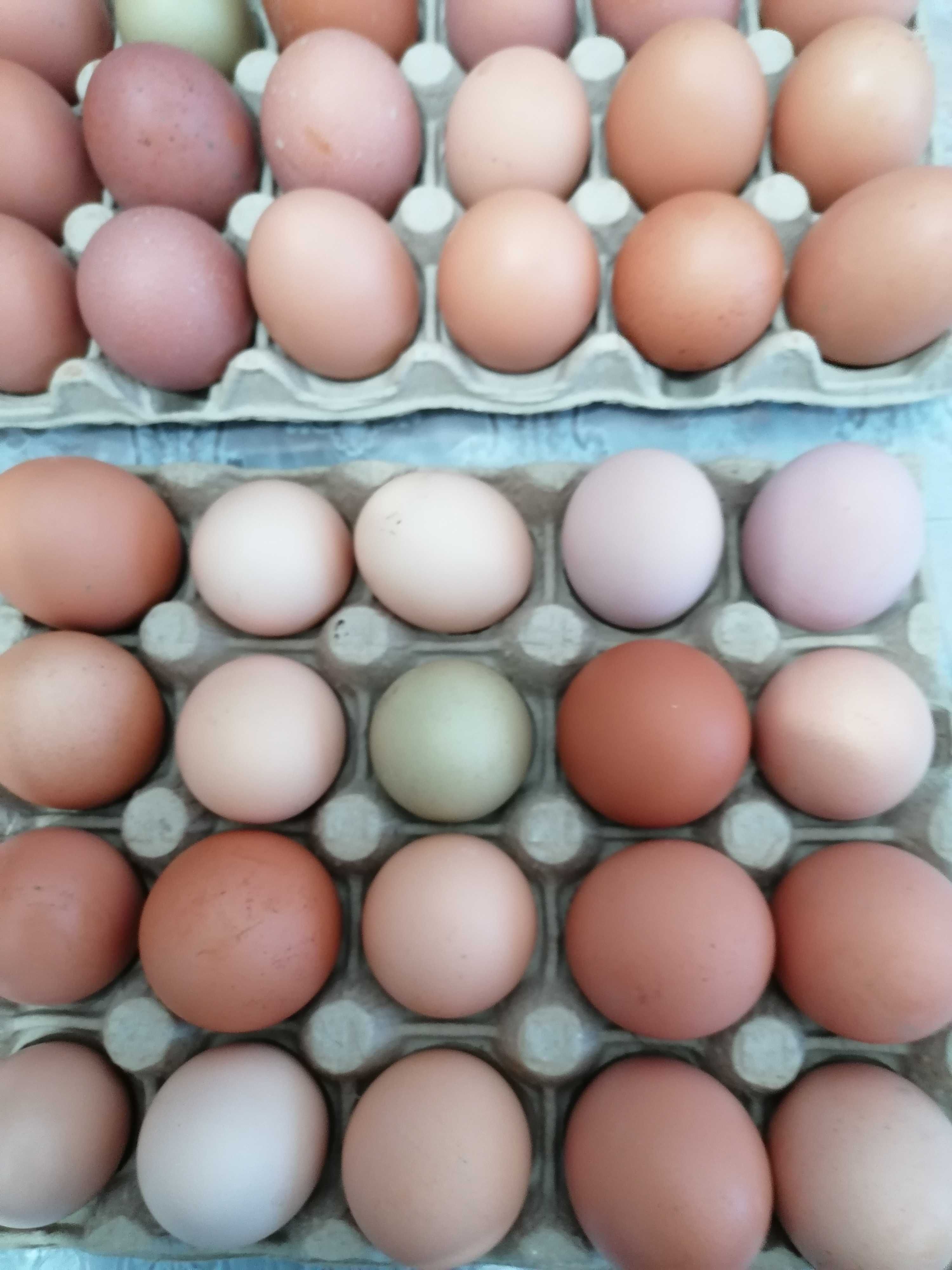 Vând oua pentru incubat