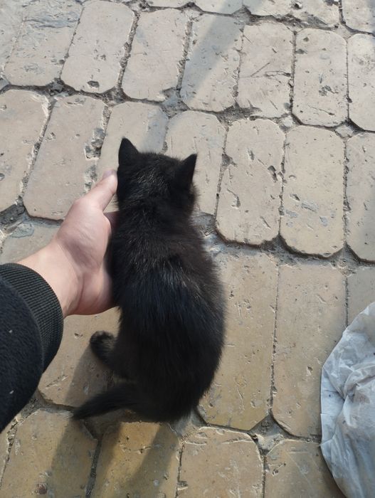 2 ta mushuk bor besplatna