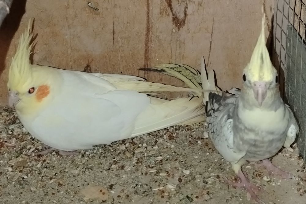 Тоти кушлар корела зоти параси 300000 Минг сум