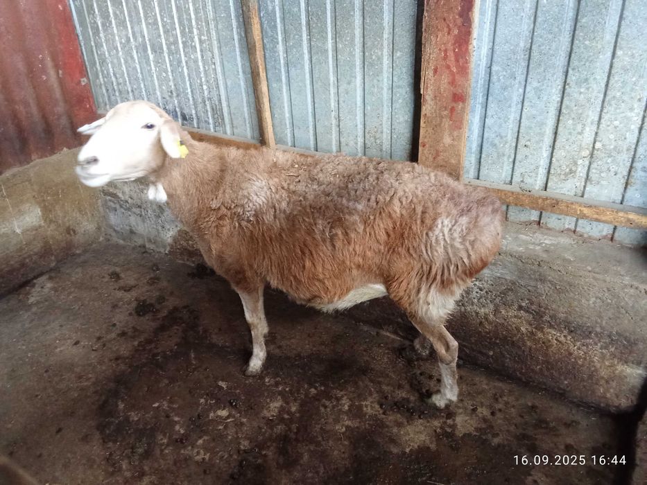 Бараны жырные койлар сатылад