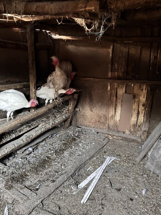 Vand curcani de tara