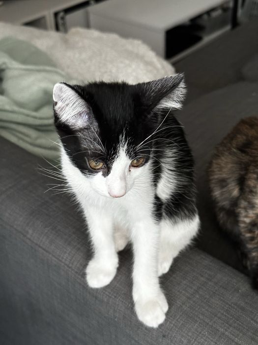 Pisici pentru adoptie