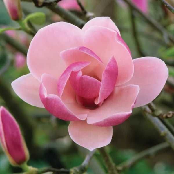 Magnolia rustica rubra (Magnolia sou. Rustica Rubra)