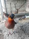 Fazani Tragopan pereche