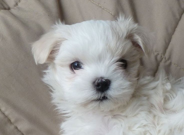 Bichon maltez mini toy