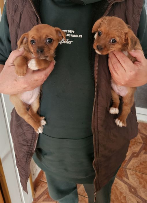 Donez două cățelușe