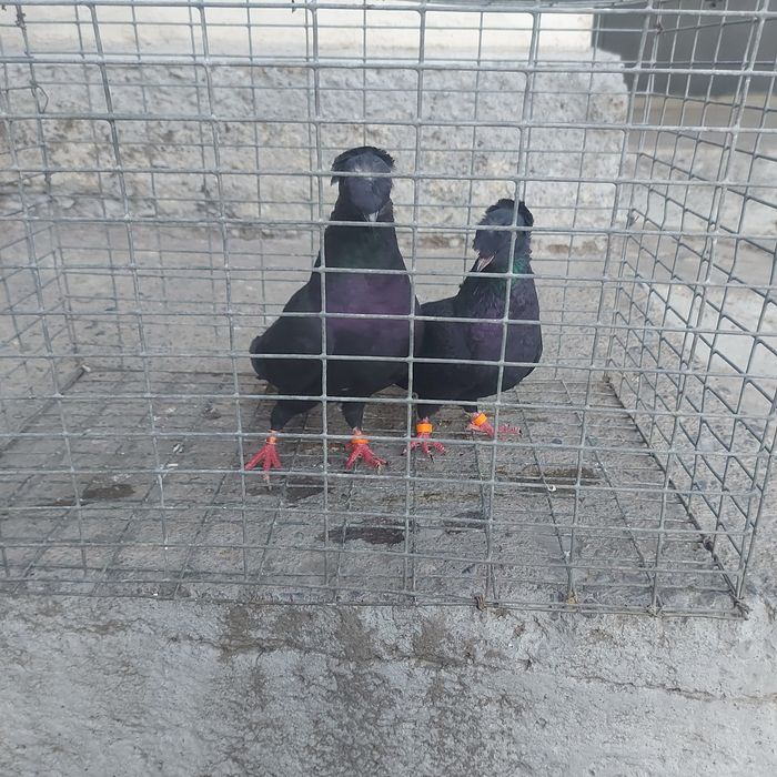 Жук двух чуби пара гатовый