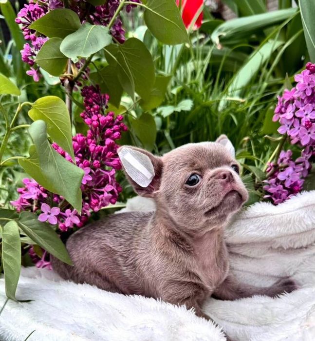 Чихуахуа окрасник.