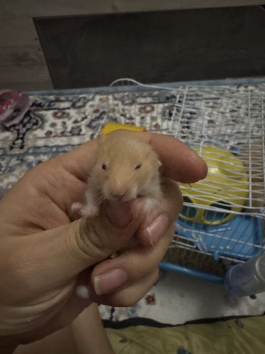 Хомяк джунгарский