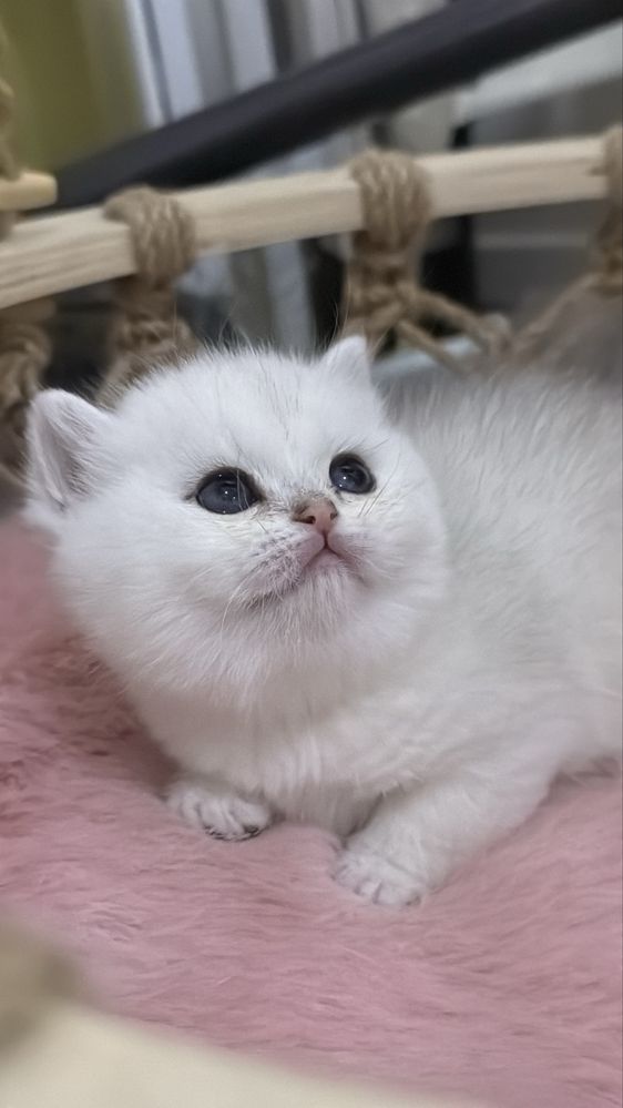 Британская шиншилла!