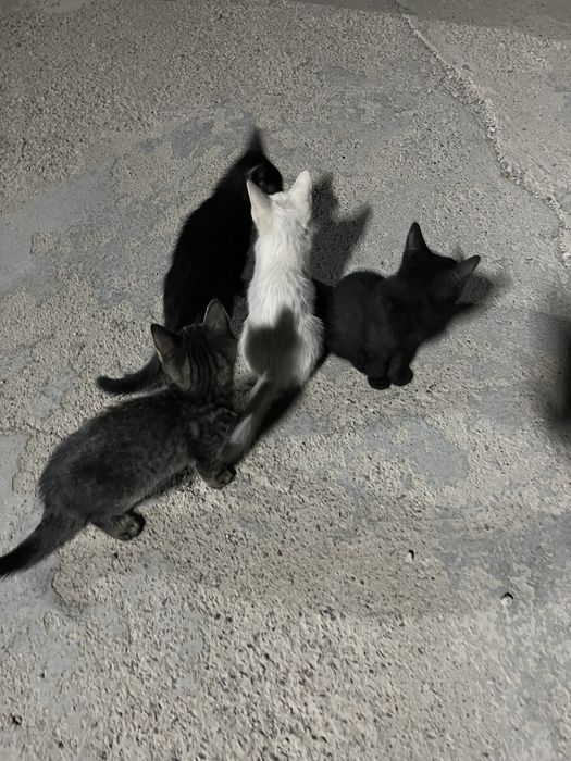 Отдам котят хорошие руки