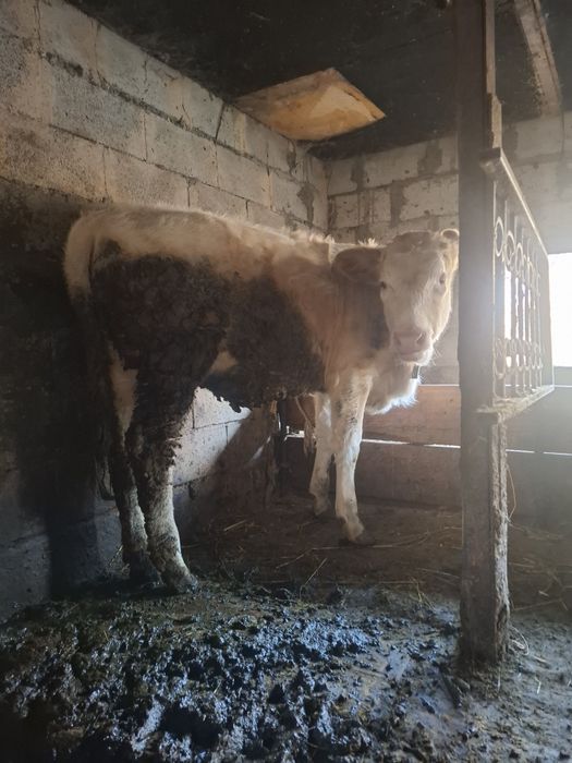 Продам телку 8 мес подсос