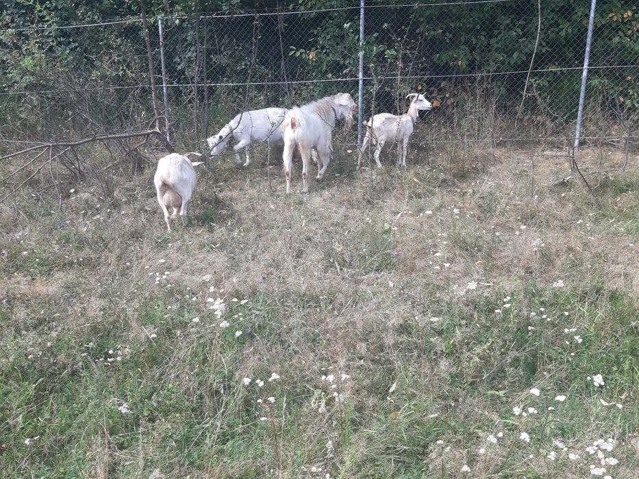 De vînzare 4 capre și 1 țap