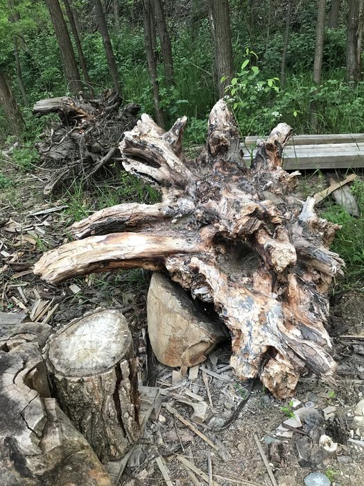 Rădăcini NUC diametre MARI