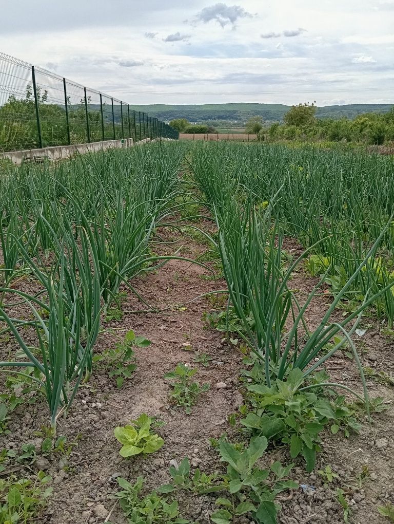 Ceapă verde ,naturala nestropita fara îngrășăminte și alte substanțe