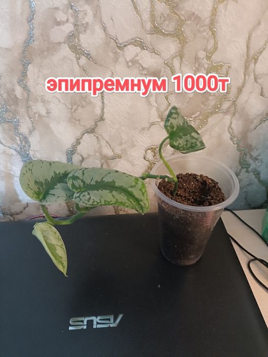 Эпипремнумы и филодендрон.кжби