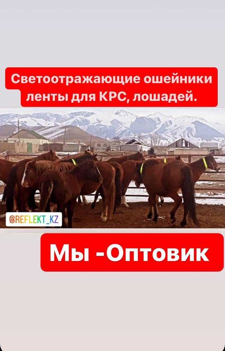 Светоотражающие ошейники ленты для КРС, Лошадей  Доставкв по РК ЖМИ!
