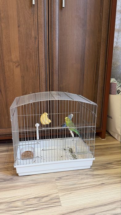 Волнистые попугаи пара с клеткой