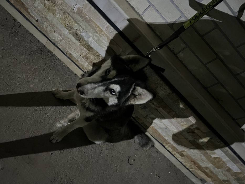 haski sotiladi toza zotli 6oylik pasporti bor erkak