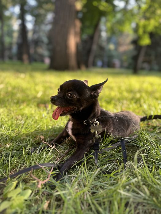 Ищем девочку для вязки