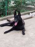 Mascul ciobanesc belgian Malinois
