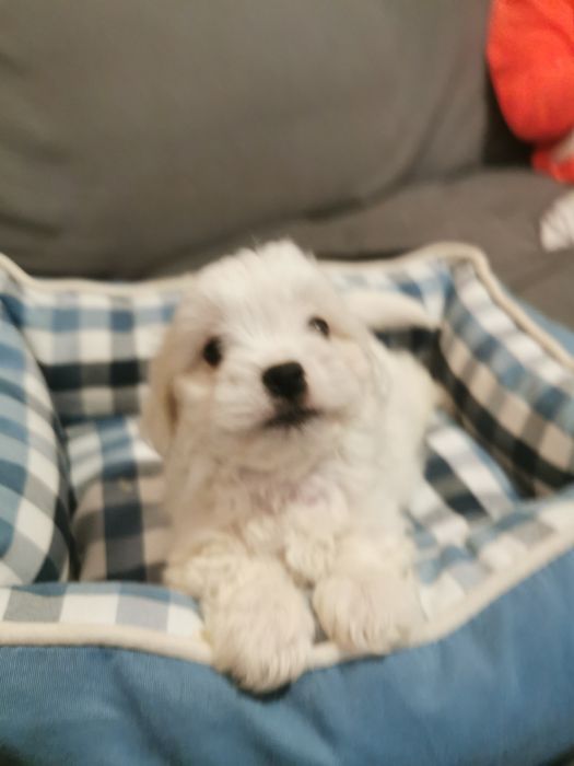 Bichon maltese băiețel