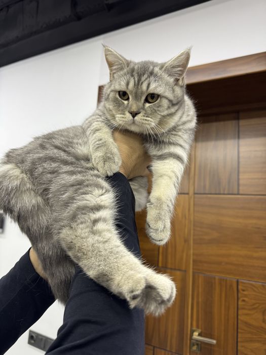 Вязка британсий шиншила кот опитний, год