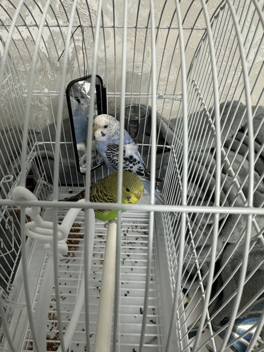 Попугай пара с домиком и кормом