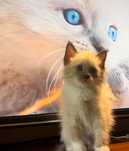 Продаются котята Рэгдолл