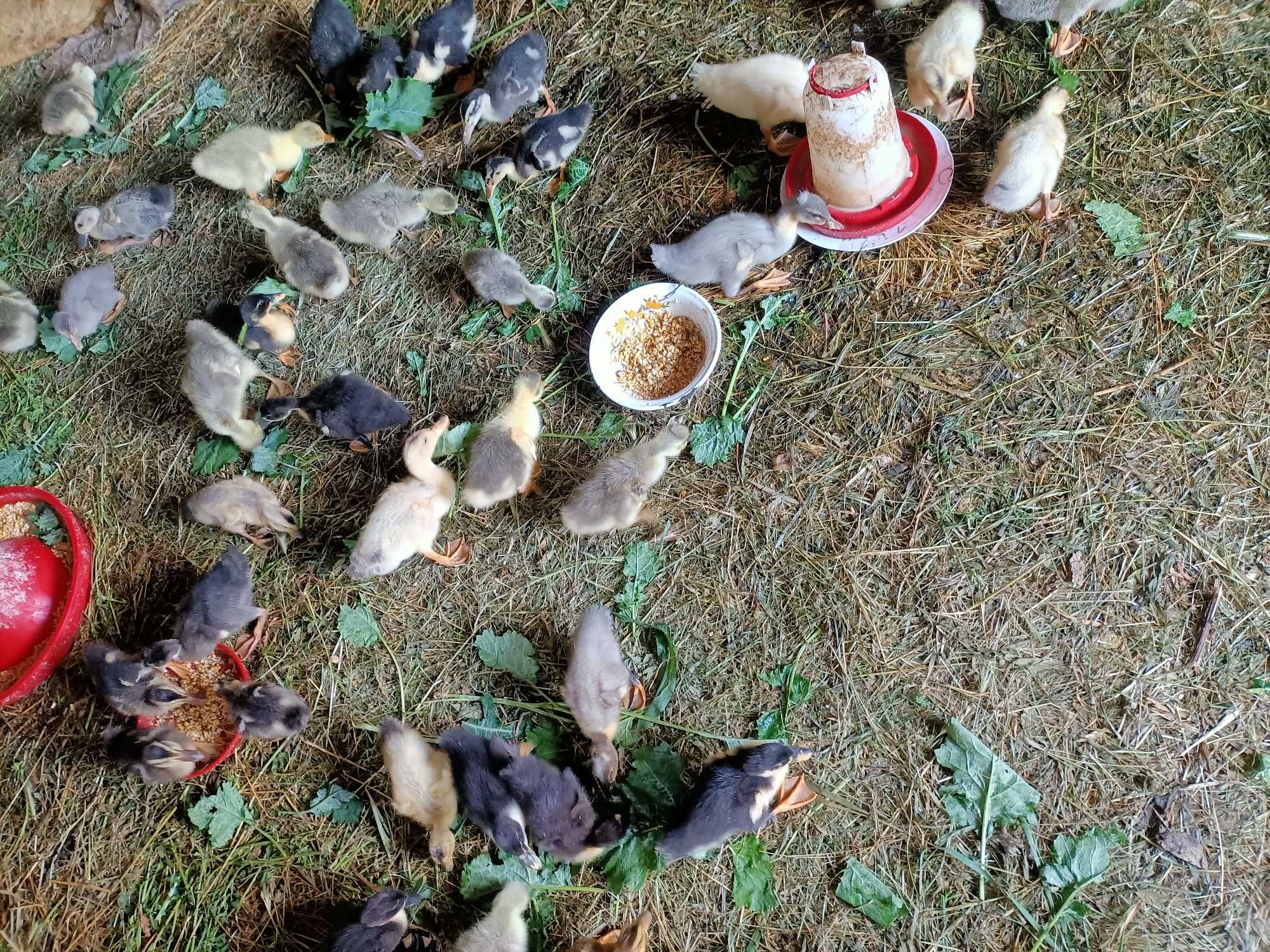 Boboci de gasca si rata