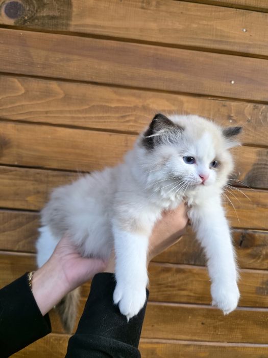 РАГДОЛ/РЕГДОЛ/REGDOL На три месеца женски и мъжки с родословие