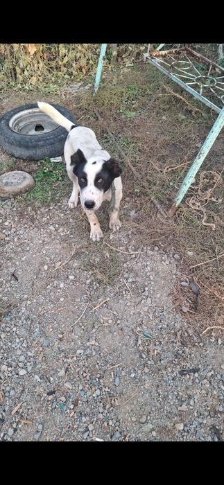 Собака 3 месяца тобет