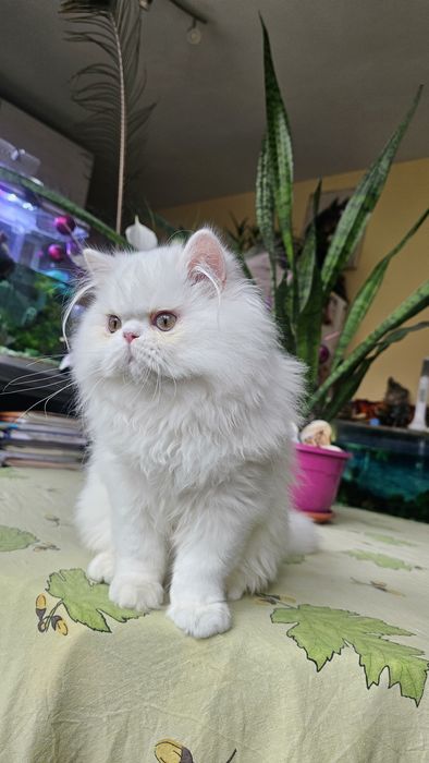 Персийско котенце