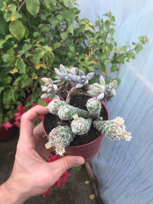 Суккуленты оптом цена